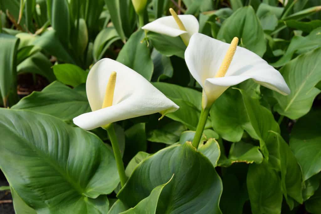 Zantedeschia aethiopica 'Crowborough' ---